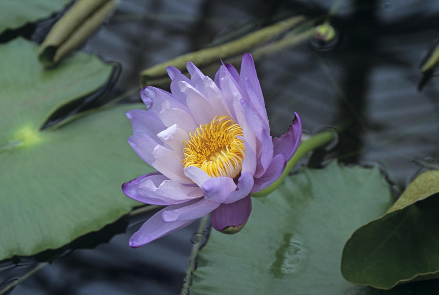 giant-water-lily-flower-photograph-by-adrian-thomas-pixels