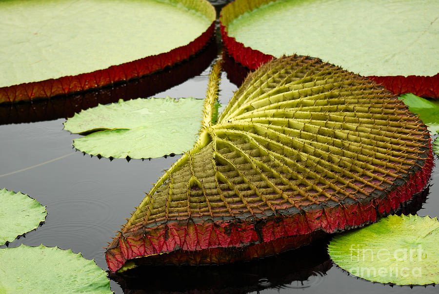 Giant Waterlily Pad Photograph
