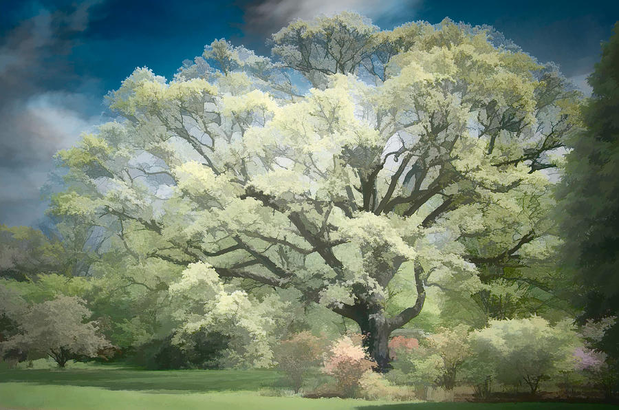 Giant White Oak Spring Photograph by Steve Zimic