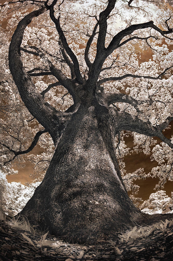 Giant White Oak Photograph by Steve Zimic