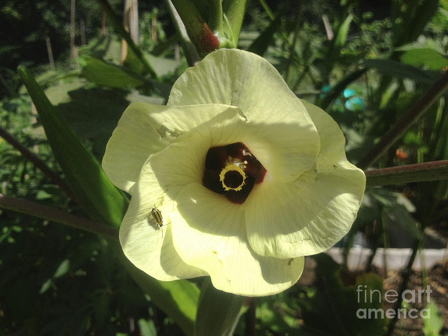 Giant Yellow Hibiscus Old Yella Photograph by Xine Segalas