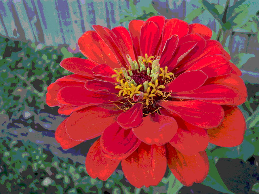 Giant Zinnia Bloom by Fence Photograph by Padre Art