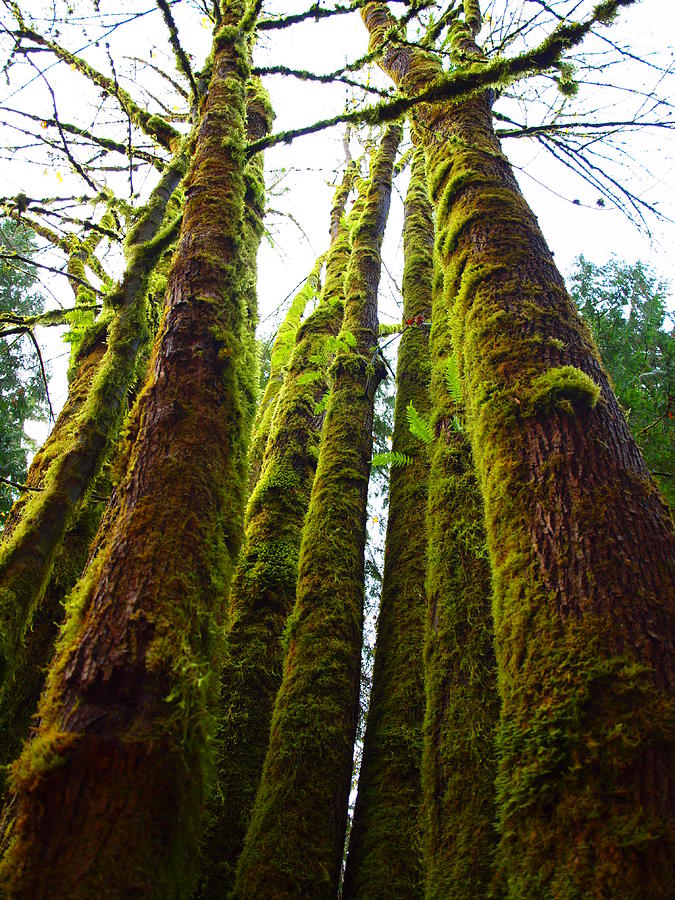 Giants In The Woods Photograph by Jan Noblitt - Fine Art America