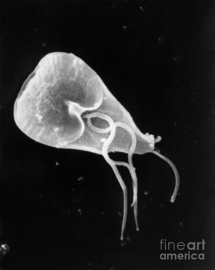 Giardia Lamblia Photograph By Science Source Pixels 2359