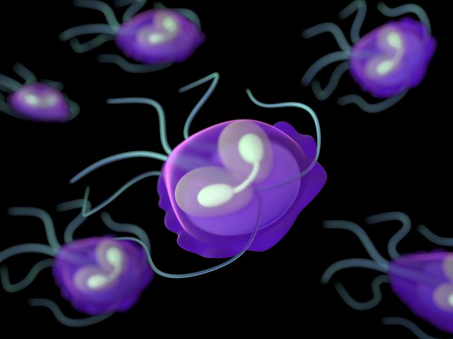 Giardia Protozoa, Artwork Digital Art by Sciepro