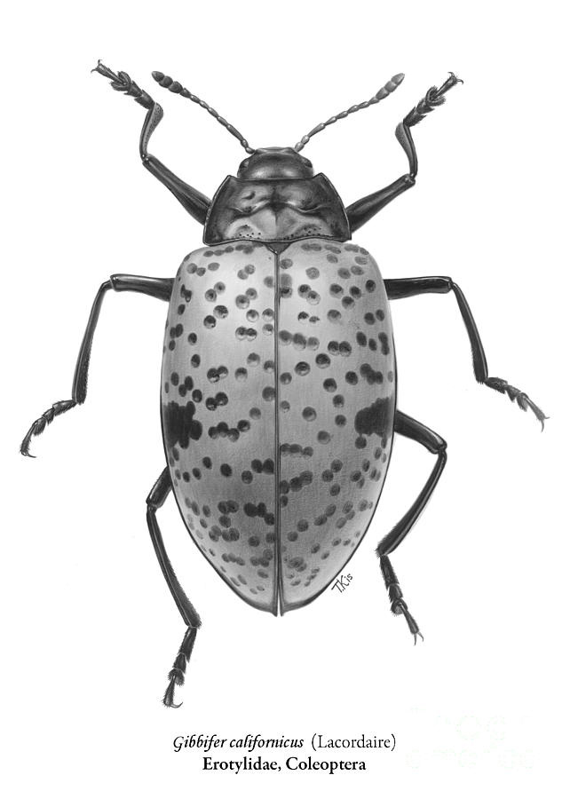 Insects Drawing - Gibbifer californicus Lacordaire Erotylidae Coleoptera by Tatiana Kiselyova