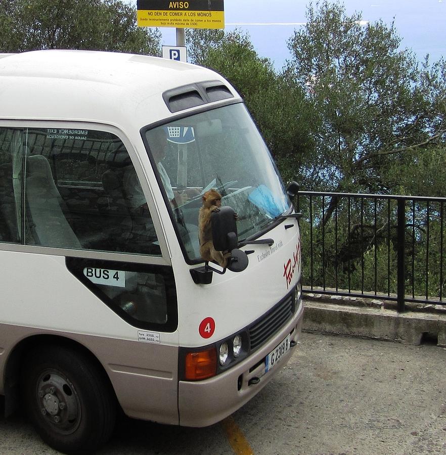 Gibraltar Ape Monkey Bus Ride UK Territory Photograph by John Shiron
