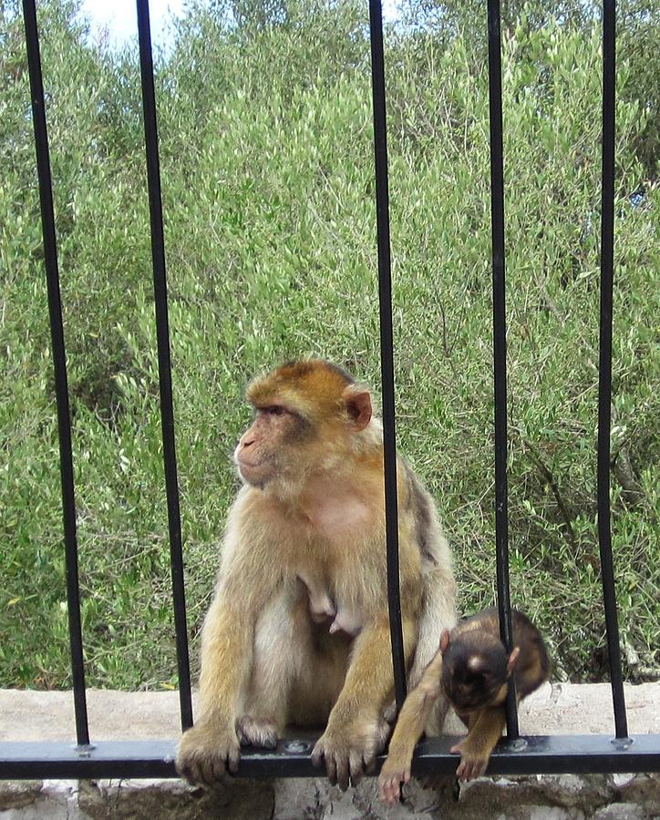 Gibraltar Apes Monkeys Baby II UK Territory Photograph by John Shiron