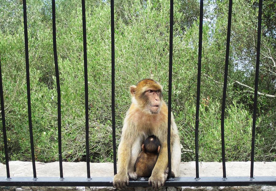 Gibraltar Apes Monkeys Baby III UK Territory Photograph by John Shiron