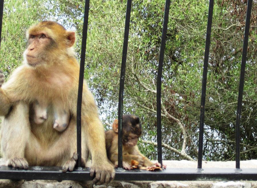 Gibraltar Apes Monkeys Baby IV UK Territory Photograph by John Shiron