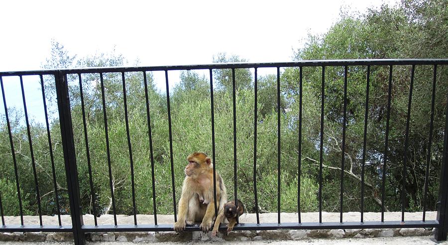 Gibraltar Apes Monkeys Baby UK Territory Photograph by John Shiron