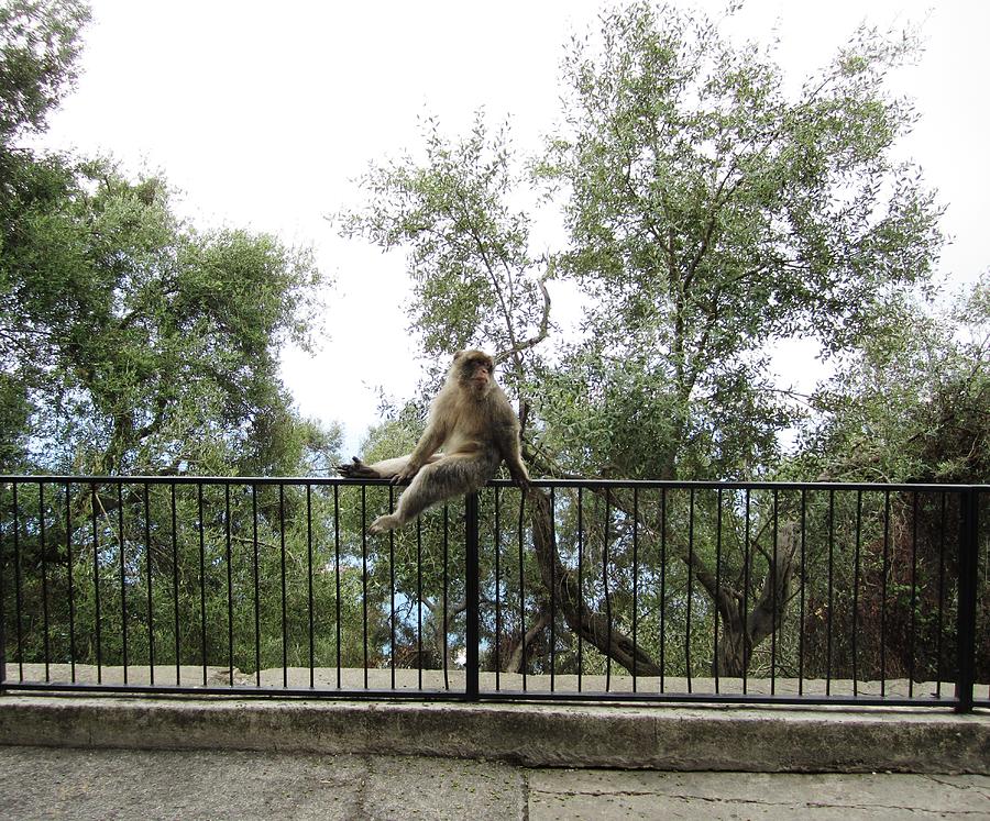 Gibraltar Barbary Ape Monkey UK Photograph by John Shiron