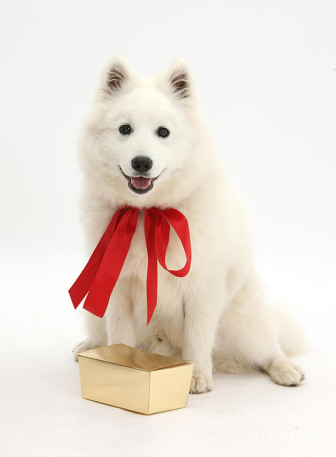 Gift Dog Photograph by Mark Taylor