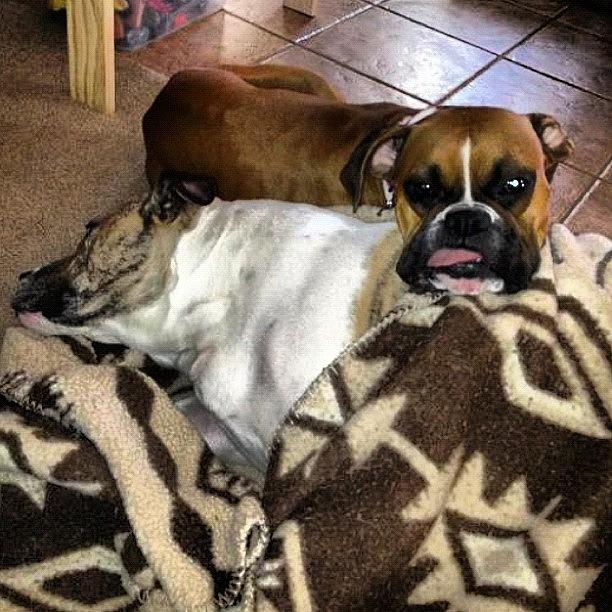 Boxers Photograph - Gigi Laying With Her Old Friend Tyson by Susan Scott 