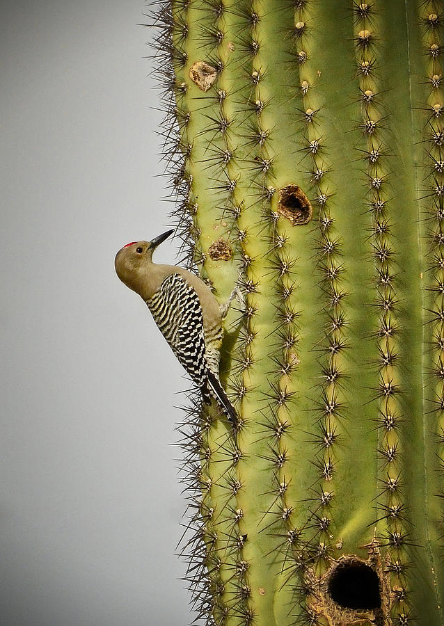 Gila Woodpecker Photograph by Saija Lehtonen | Fine Art America