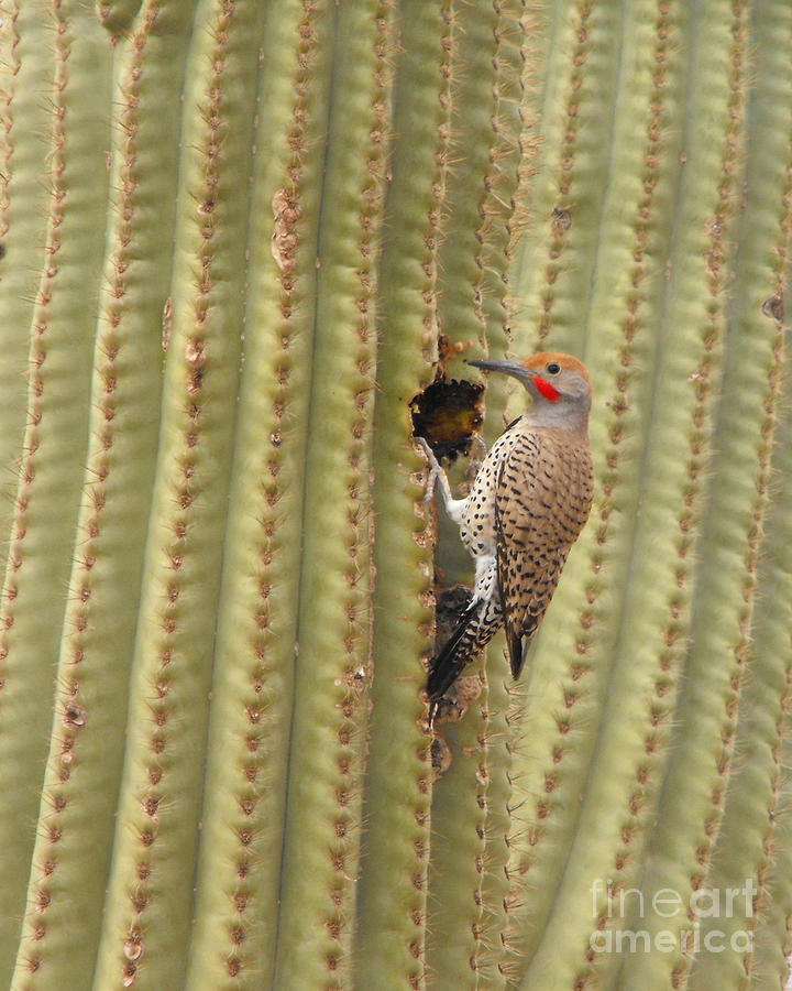 Gilded Flicker Photograph by Rebecca Margraf