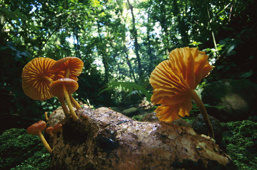Gill Mushroom Xeromphalina Sp Group Photograph by Christian Ziegler