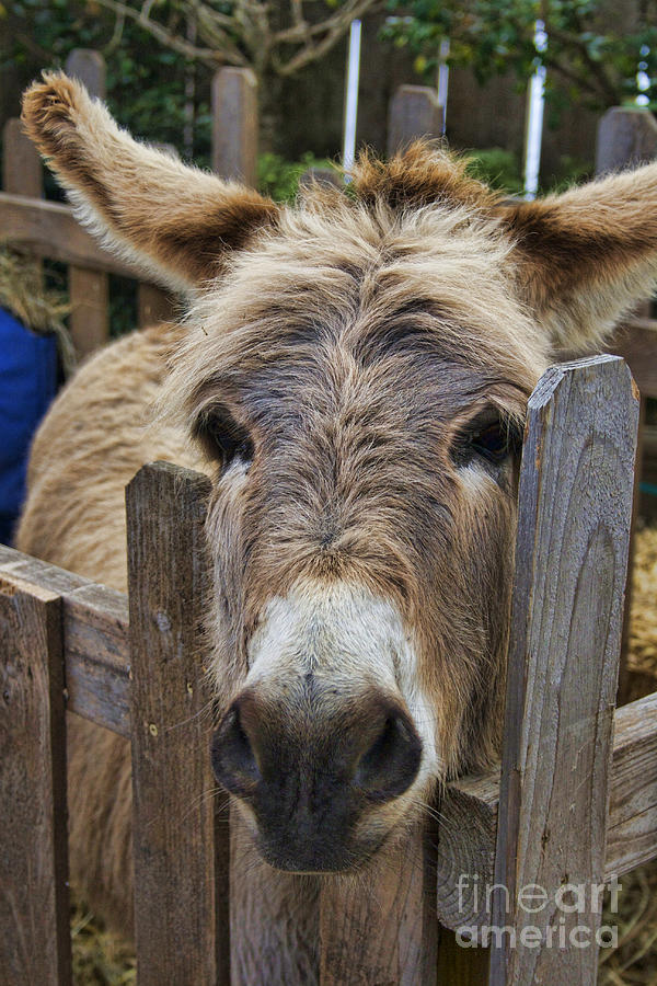 Donkey Photograph - Gimme a Kiss by Crystal Nederman