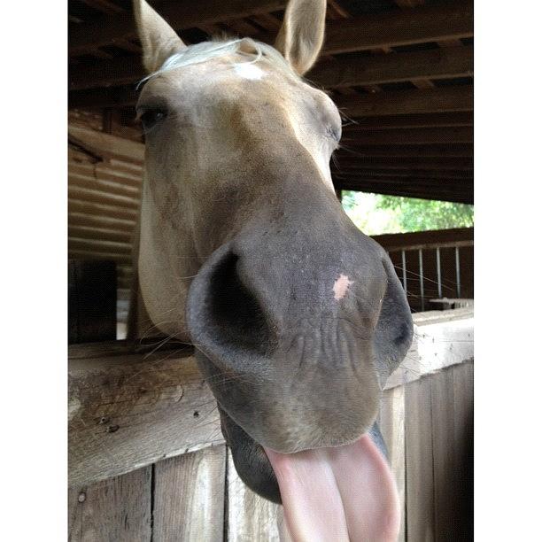 Horse Photograph - Gimme A Kiss! #horse #funny by Elza Hayen