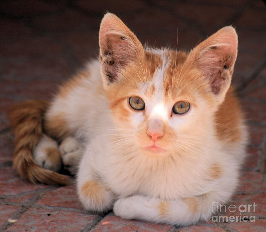 Ginger And White Cat Photograph By Ruth Hallam