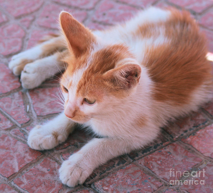 Ginger And White Cat Photograph By Ruth Hallam Fine Art America