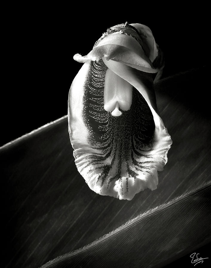 Ginger Flower in Black and White Photograph by Endre Balogh