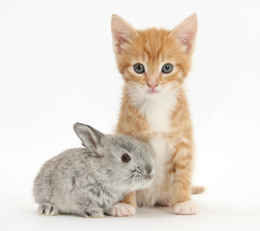 Ginger Kitten And Baby Silver Lop Rabbit Photograph by Mark Taylor