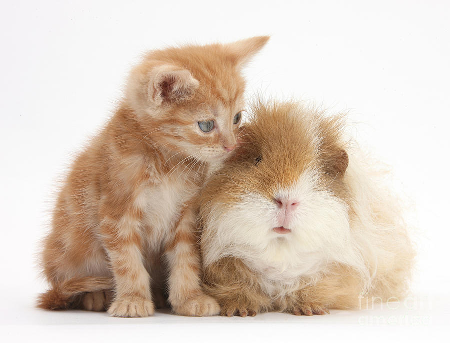 Nature Photograph - Ginger Kitten And Guinea Pig by Mark Taylor