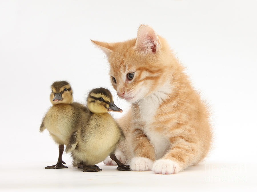 Nature Photograph - Ginger Kitten And Mallard Ducklings by Mark Taylor