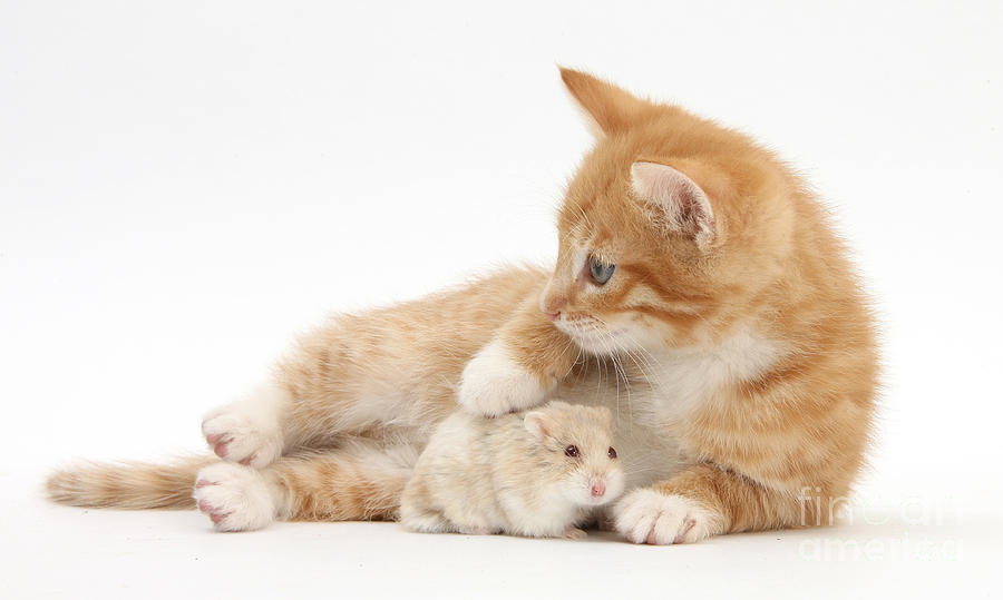 Ginger Kitten And Russian Hamster Photograph by Mark Taylor