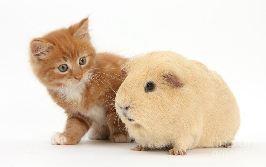 Ginger Kitten And Yellow Guinea Pig Photograph by Mark Taylor