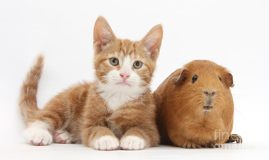 Ginger Kitten With Red Guinea Pig Photograph by Mark Taylor