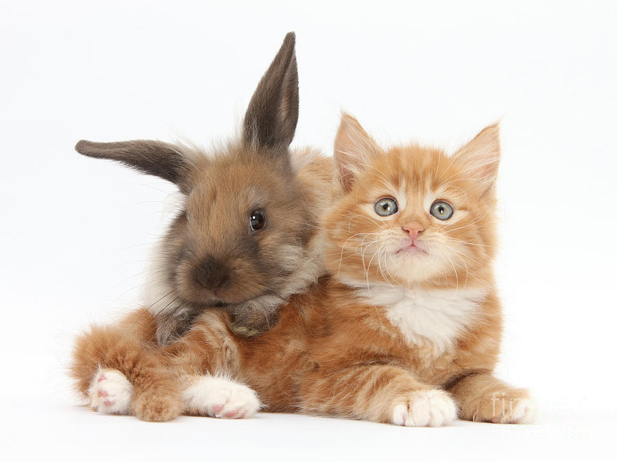 Nature Photograph - Ginger Kitten Young Lionhead-lop Rabbit by Mark Taylor