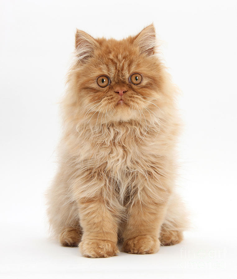 Ginger Persian Kitten Photograph by Mark Taylor
