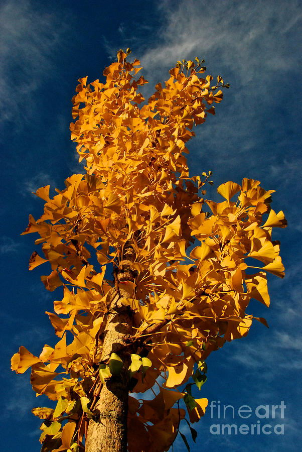 Gingko to the Sky Photograph by Mark Dodd