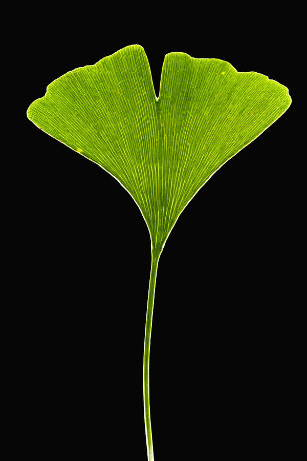 Ginkgo Leaf Photograph by Piotr Naskrecki