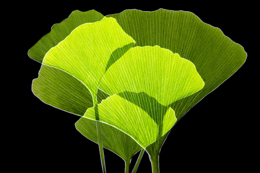 clip art ginkgo leaf - photo #21