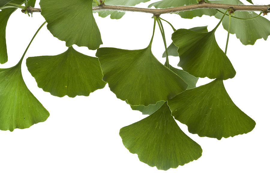 Piotr Naskrecki Photograph - Ginkgo Leaves by Piotr Naskrecki