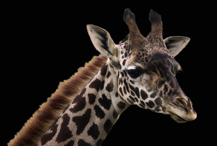 Animal Photograph - Giraffe-1 by Stephen EIS
