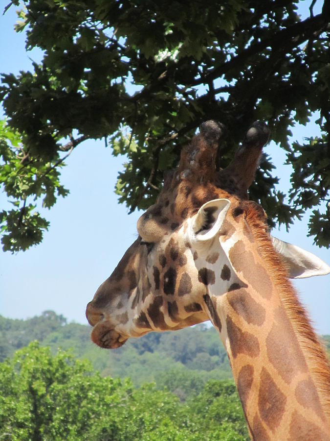 Giraffe Photograph - Giraffe-2 by Todd Sherlock
