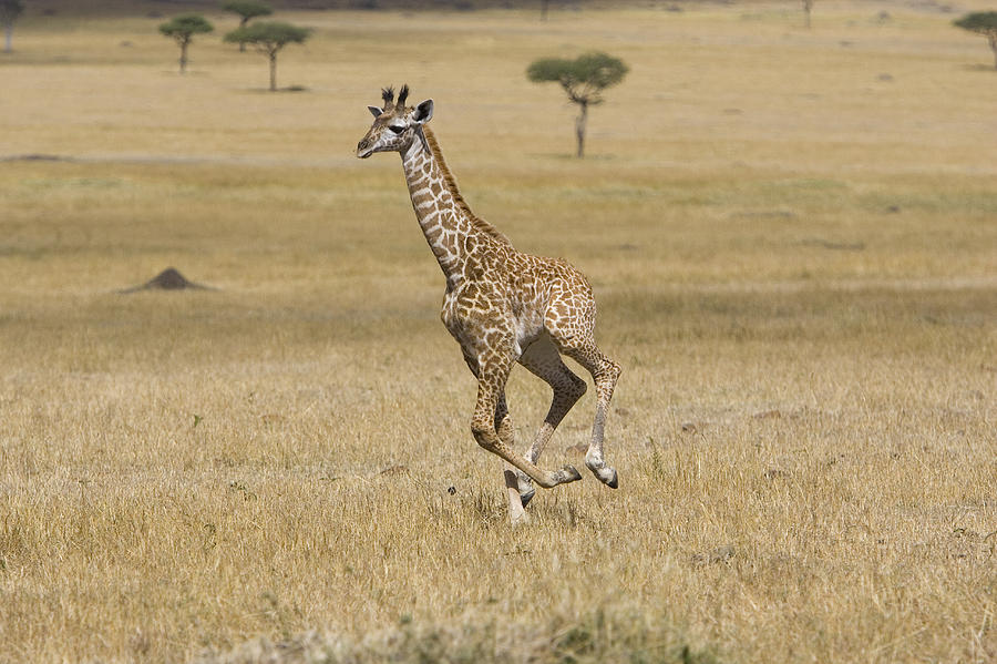 Giraffe 3 Week Old Calf Running Masai Photograph by Suzi Eszterhas
