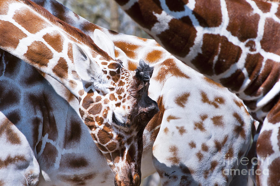 Giraffe Abstract Photograph by Andrew  Michael
