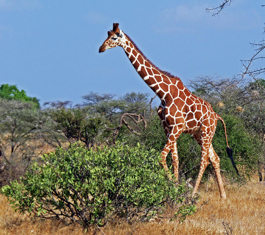 Giraffe against Blue Sky Photograph by Tony Murtagh