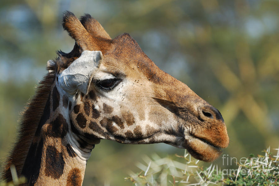 Giraffe Photograph - Giraffe by Alan Clifford Giraffe Photograph - Giraffe by Alan Clifford