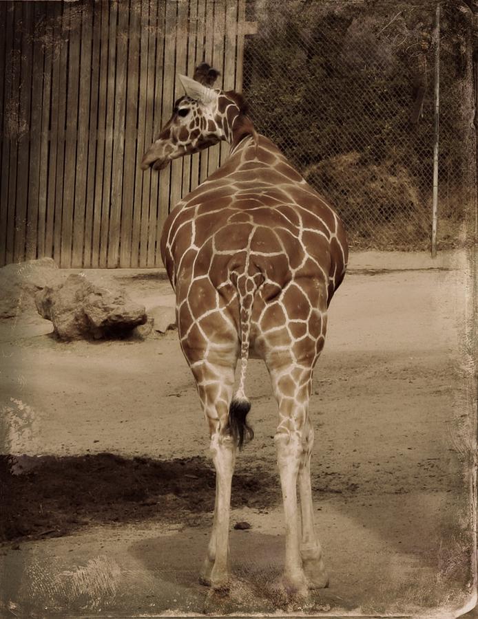 Giraffe Photograph by Alma Yamazaki