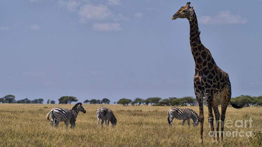Giraffe And Zebra Photograph by Mareko Marciniak