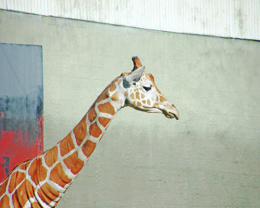 Giraffe as Art Photograph by Lizi Beard-Ward