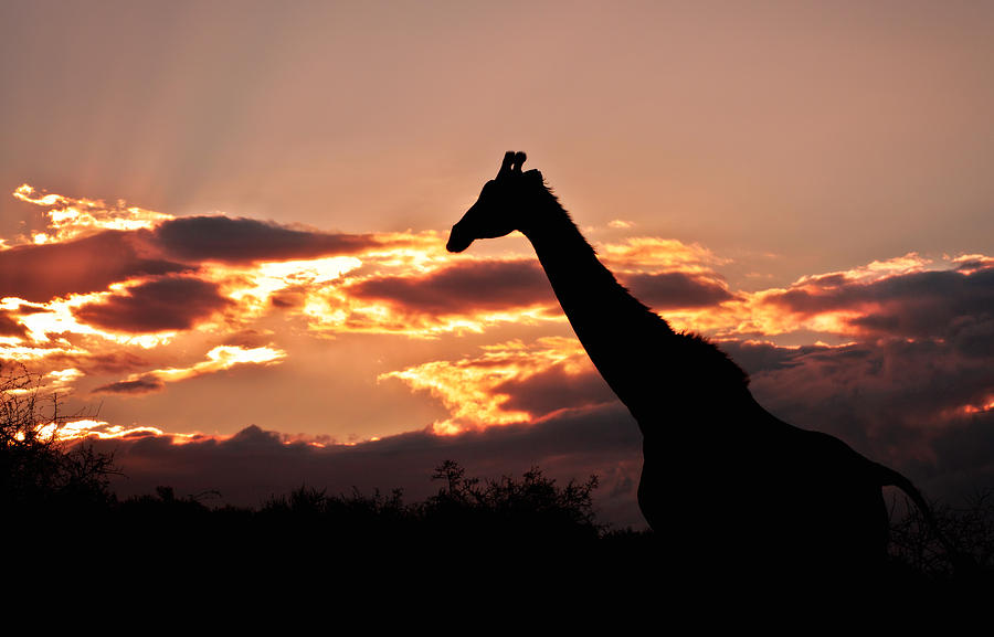 Giraffe At Sunset Photograph by Evelyn Peyton