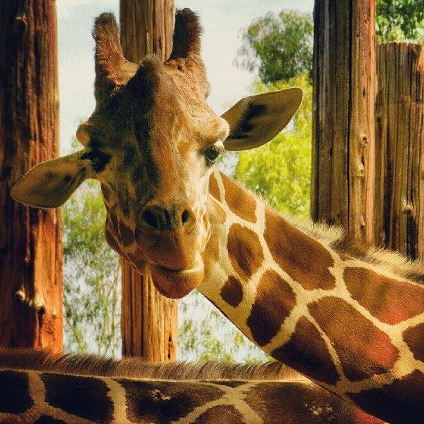 Giraffe Photograph - #giraffe #brown #pretty by Diana Garcia