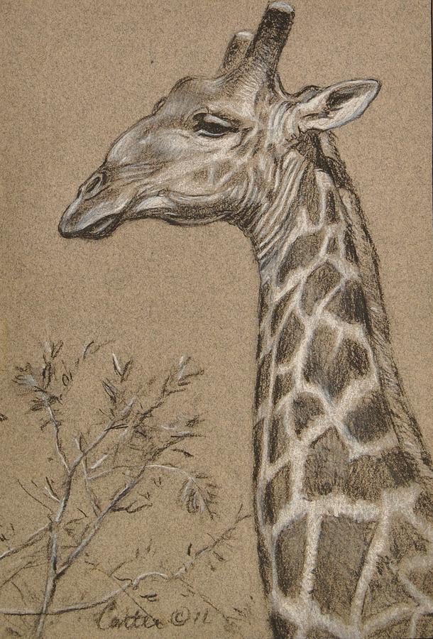 Giraffe Drawing by Calvin Carter